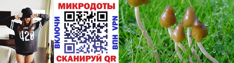 Псилоцибиновые грибы Cubensis  Пикалёво 